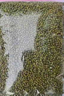 ماش 500 گرم